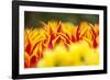 Tulip tips in garden, Keukenhof Gardens, Lisse, Netherlands-Adam Jones-Framed Photographic Print