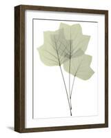 Tulip Tree E118-Albert Koetsier-Framed Photographic Print