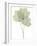 Tulip Tree E118-Albert Koetsier-Framed Photographic Print
