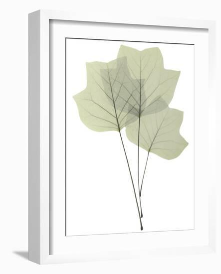 Tulip Tree E118-Albert Koetsier-Framed Photographic Print