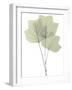 Tulip Tree E118-Albert Koetsier-Framed Photographic Print