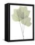 Tulip Tree E118-Albert Koetsier-Framed Stretched Canvas