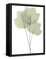 Tulip Tree E118-Albert Koetsier-Framed Stretched Canvas