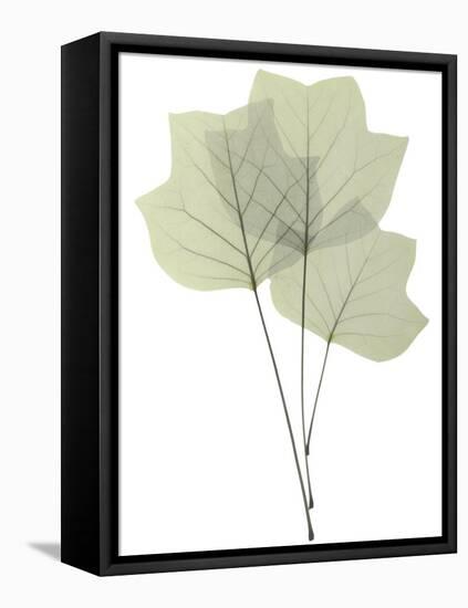 Tulip Tree E118-Albert Koetsier-Framed Stretched Canvas