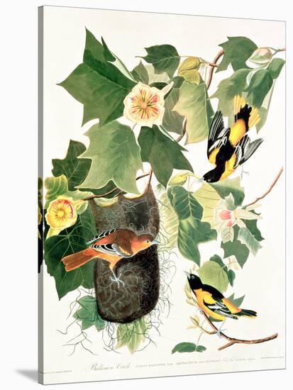 Tulip Tree Liriodendron tulipifera, from Birds of America, 1827-John James Audubon-Stretched Canvas