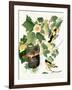 Tulip Tree Liriodendron tulipifera, from Birds of America, 1827-John James Audubon-Framed Giclee Print