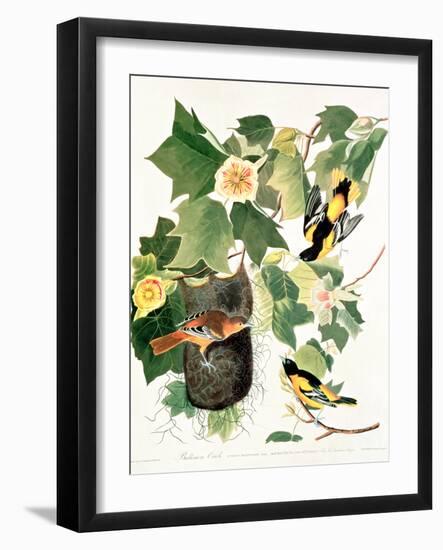 Tulip Tree Liriodendron tulipifera, from Birds of America, 1827-John James Audubon-Framed Giclee Print