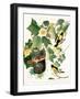 Tulip Tree Liriodendron tulipifera, from Birds of America, 1827-John James Audubon-Framed Giclee Print