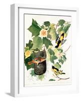 Tulip Tree Liriodendron tulipifera, from Birds of America, 1827-John James Audubon-Framed Giclee Print