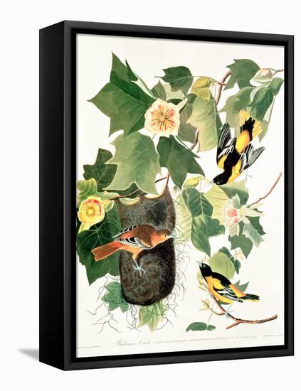 Tulip Tree Liriodendron tulipifera, from Birds of America, 1827-John James Audubon-Framed Stretched Canvas