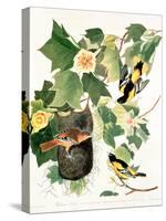 Tulip Tree Liriodendron tulipifera, from Birds of America, 1827-John James Audubon-Stretched Canvas