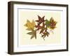 Tulip Tree, Sweet Gum & Scarlet Oak-Denton-Framed Art Print