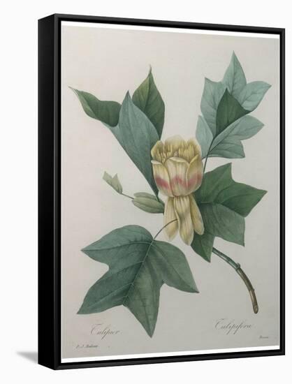 Tulip Tree-Pierre-Joseph Redoute-Framed Stretched Canvas