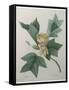 Tulip Tree-Pierre-Joseph Redoute-Framed Stretched Canvas