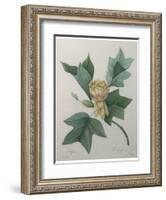 Tulip Tree-Pierre-Joseph Redoute-Framed Art Print
