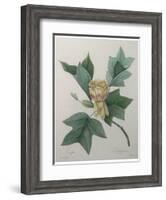 Tulip Tree-Pierre-Joseph Redoute-Framed Art Print