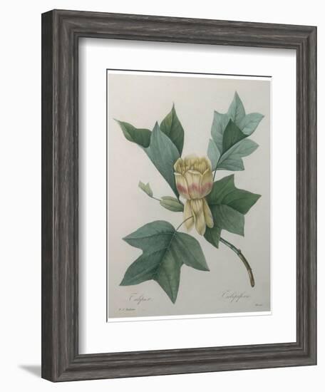 Tulip Tree-Pierre-Joseph Redoute-Framed Art Print