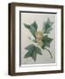 Tulip Tree-Pierre-Joseph Redoute-Framed Art Print