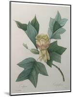 Tulip Tree-Pierre-Joseph Redoute-Mounted Art Print