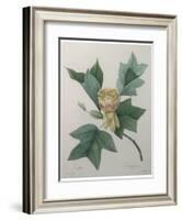 Tulip Tree-Pierre-Joseph Redoute-Framed Art Print