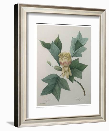 Tulip Tree-Pierre-Joseph Redoute-Framed Art Print