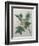 Tulip Tree-Pierre-Joseph Redoute-Framed Art Print