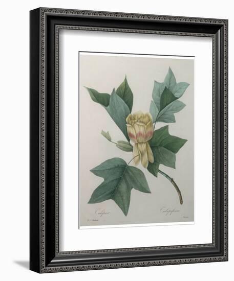 Tulip Tree-Pierre-Joseph Redoute-Framed Art Print