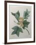 Tulip Tree-Pierre-Joseph Redoute-Framed Art Print