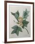 Tulip Tree-Pierre-Joseph Redoute-Framed Art Print