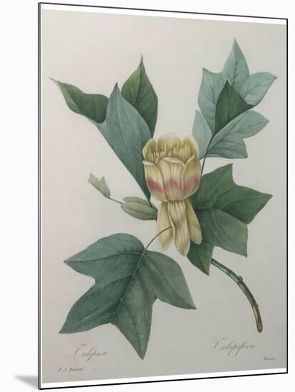 Tulip Tree-Pierre-Joseph Redoute-Mounted Art Print