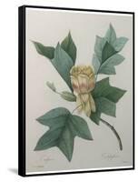 Tulip Tree-Pierre-Joseph Redoute-Framed Stretched Canvas