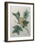 Tulip Tree-Pierre-Joseph Redoute-Framed Art Print