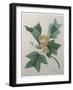 Tulip Tree-Pierre-Joseph Redoute-Framed Art Print