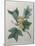 Tulip Tree-Pierre-Joseph Redoute-Mounted Art Print