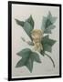 Tulip Tree-Pierre-Joseph Redoute-Framed Art Print