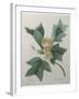 Tulip Tree-Pierre-Joseph Redoute-Framed Art Print