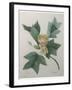 Tulip Tree-Pierre-Joseph Redoute-Framed Art Print