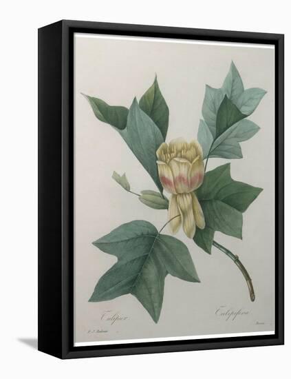 Tulip Tree-Pierre-Joseph Redoute-Framed Stretched Canvas