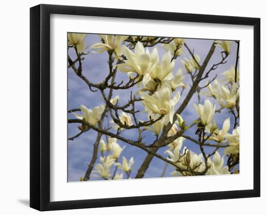 Tulip Treer-George Johnson-Framed Photographic Print