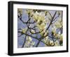 Tulip Treer-George Johnson-Framed Photographic Print