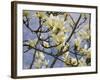 Tulip Treer-George Johnson-Framed Photographic Print