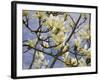 Tulip Treer-George Johnson-Framed Photographic Print