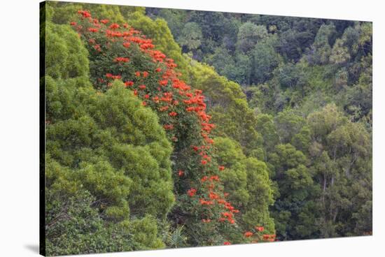 Tulip Trees Blooming in the Maui Forest along the Hana Highway-Terry Eggers-Stretched Canvas