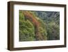 Tulip Trees Blooming in the Maui Forest along the Hana Highway-Terry Eggers-Framed Photographic Print