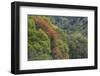 Tulip Trees Blooming in the Maui Forest along the Hana Highway-Terry Eggers-Framed Photographic Print