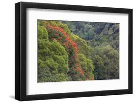 Tulip Trees Blooming in the Maui Forest along the Hana Highway-Terry Eggers-Framed Photographic Print