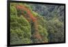 Tulip Trees Blooming in the Maui Forest along the Hana Highway-Terry Eggers-Framed Photographic Print