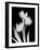 Tulip Tres BW-Albert Koetsier-Framed Art Print