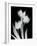 Tulip Tres BW-Albert Koetsier-Framed Art Print