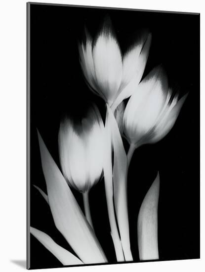 Tulip Tres BW-Albert Koetsier-Mounted Art Print